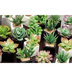 PIANT GR EXP24 A12M2C 5X5XH5Ad Trend