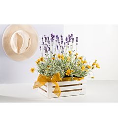 BAMA TINA CASSETTINA MILLEUSI PANNABama