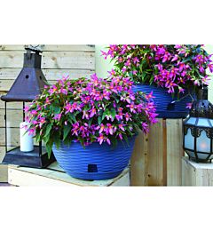 CIOTOLA  PAGLIA  D.30 C/SOTT.  CIELO