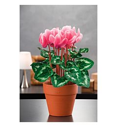 VASO C/CICLAM A6C DIAM30XH39