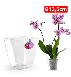 VASO QUADRATO ORCHIDPlastic Forte