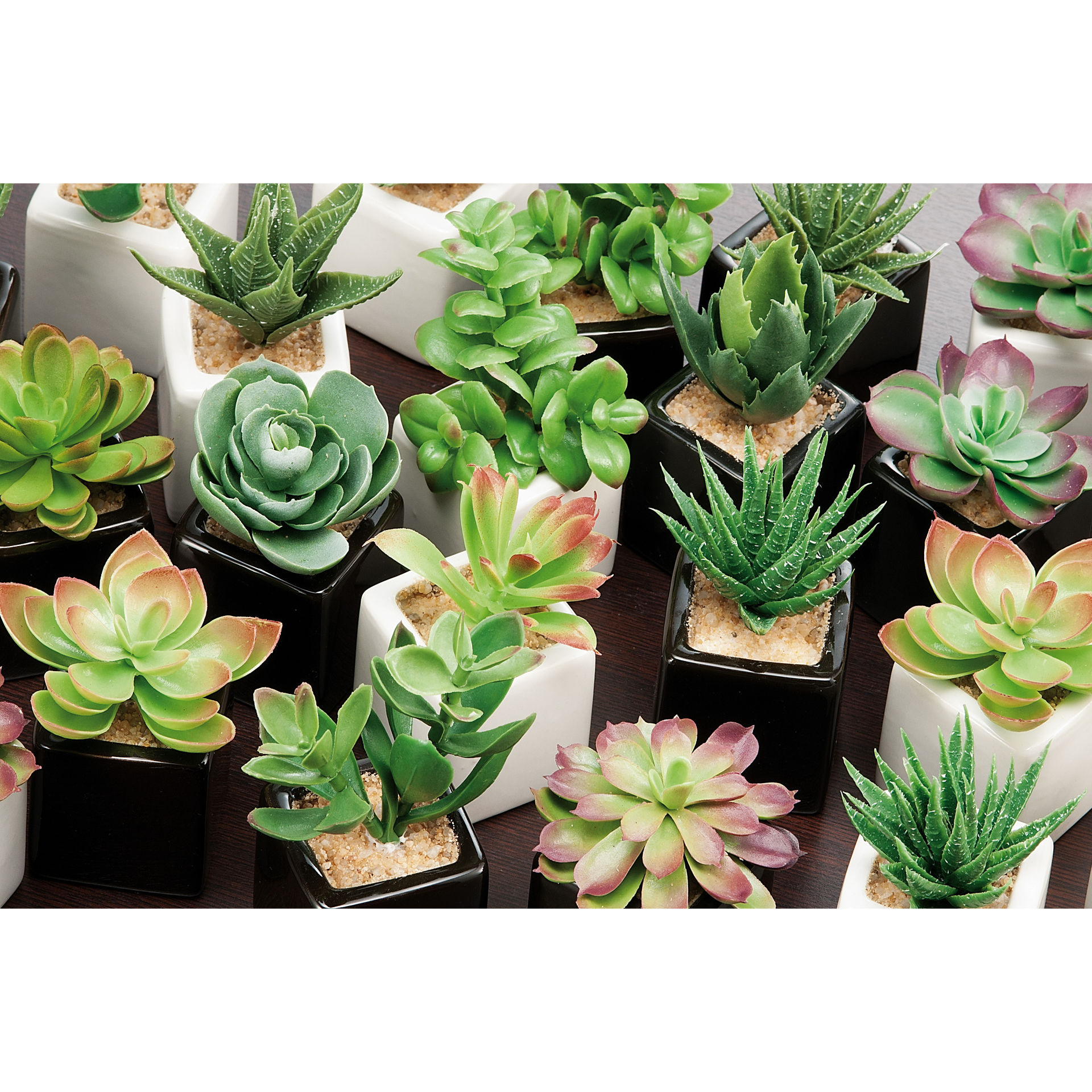 PIANT GR EXP24 A12M2C 5X5XH5Ad Trend