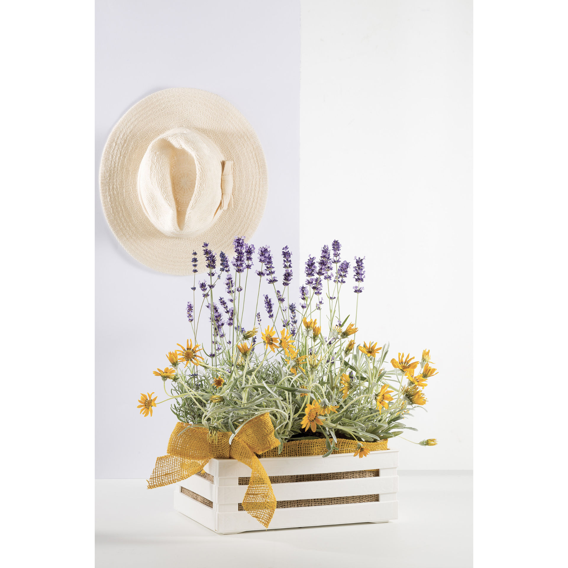 BAMA TINA3 CASSETTA MILLEUSI PANNABama