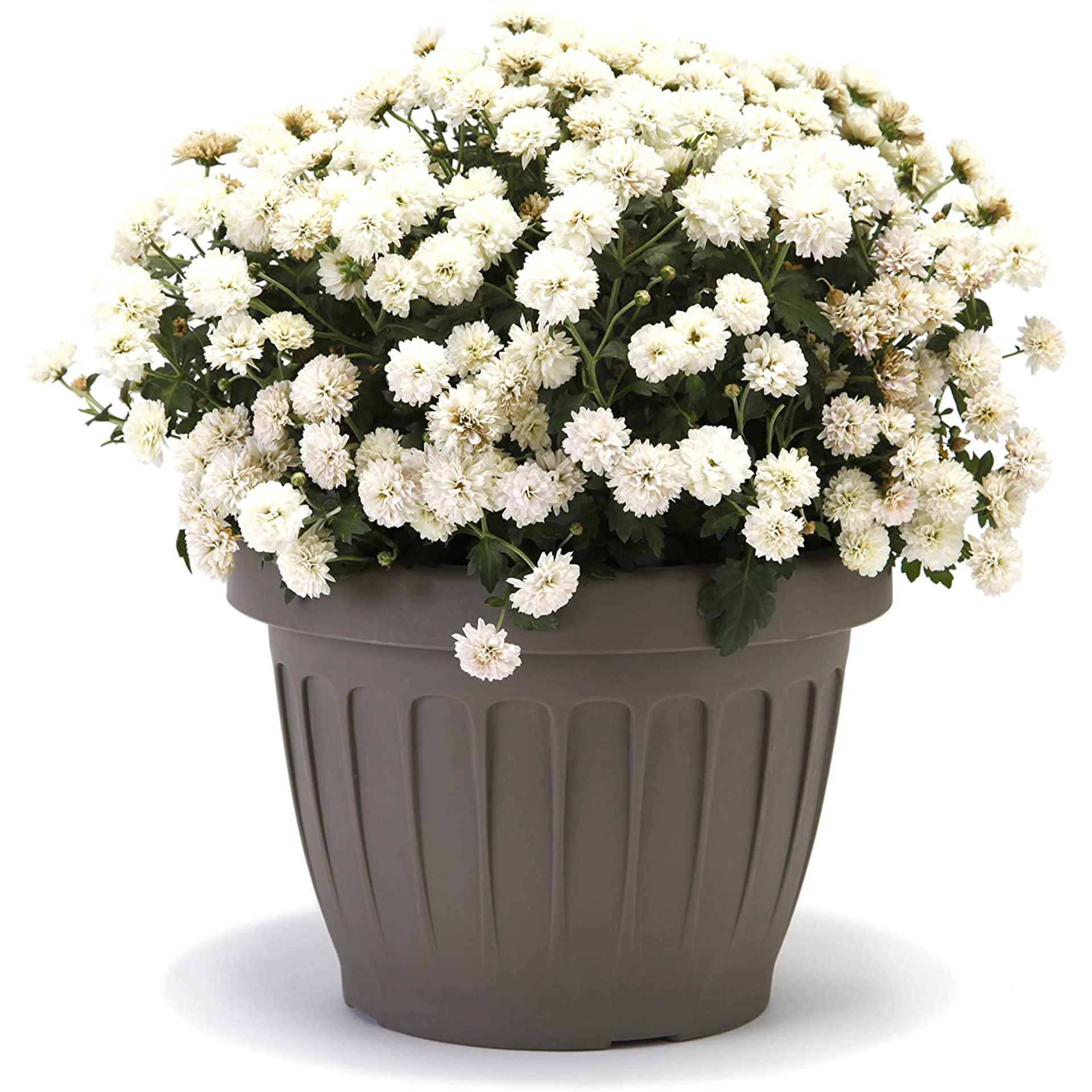 VASO  TERRA  D.35  CAPPUCCINOBama