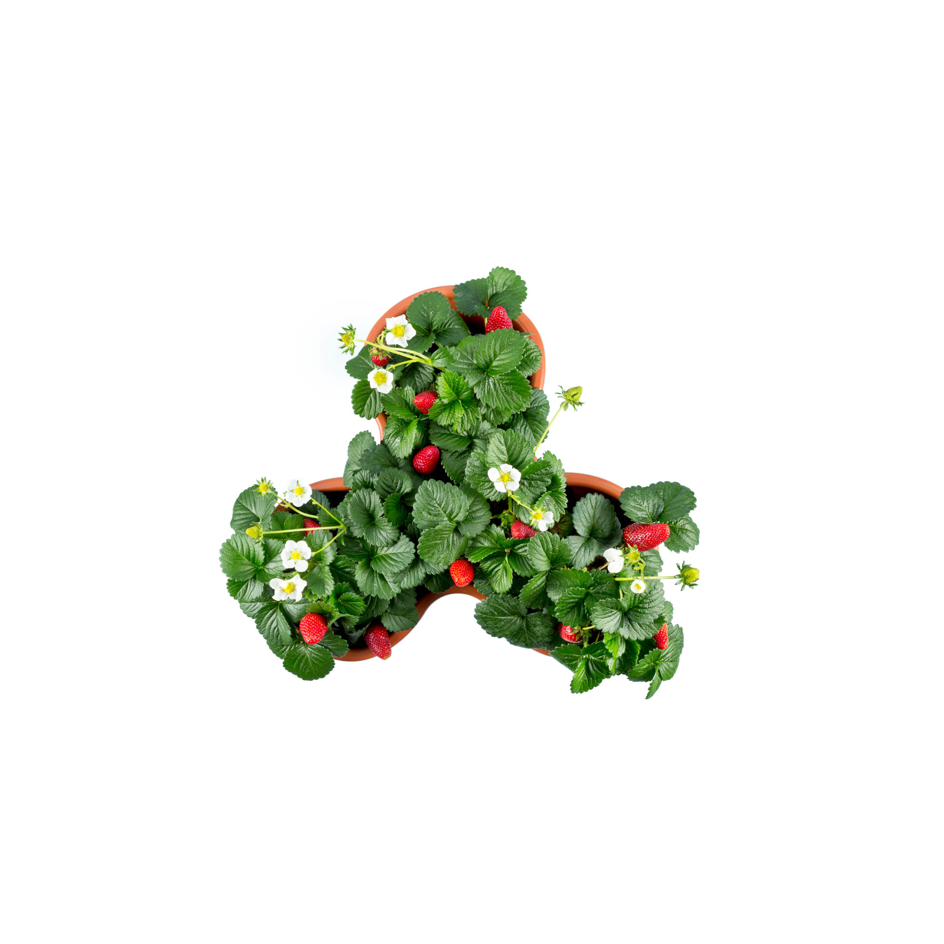 VASO TRIFOGLIO  TERRACOTTA