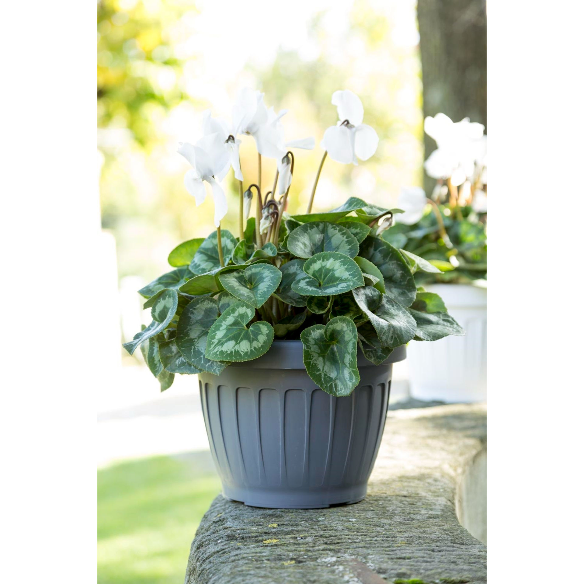 VASO  TERRA  D.25 GRIGIOBama