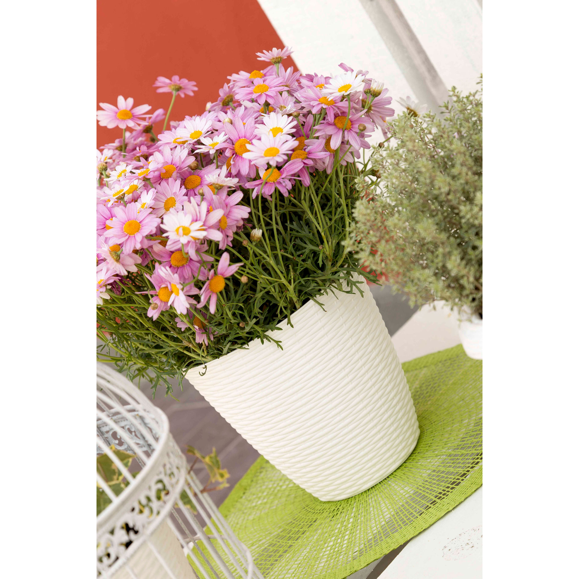 PORTAVASO  PAGLIA   14 PANNA