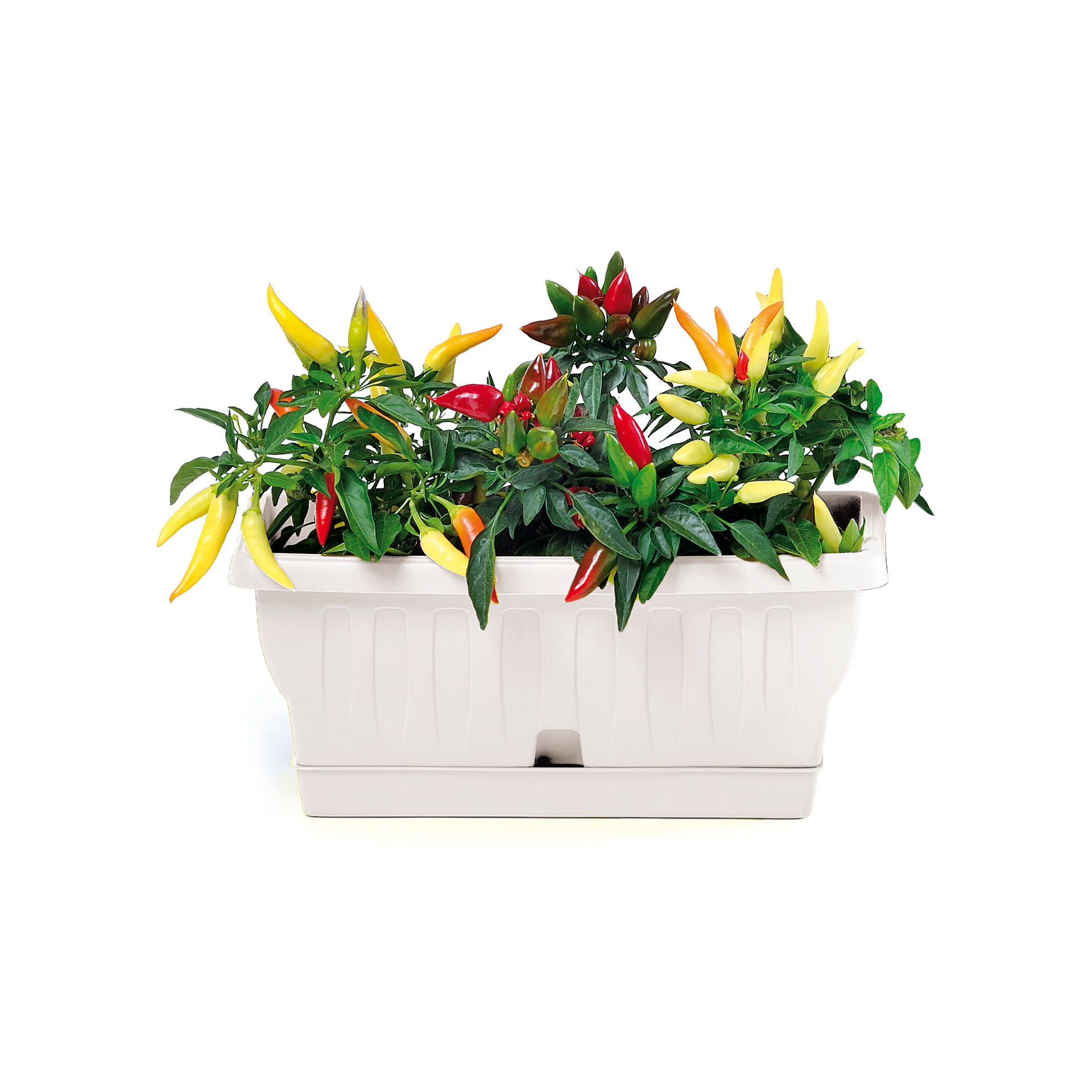 FIORIERA  NATURA  CM.30 BIANCOBama